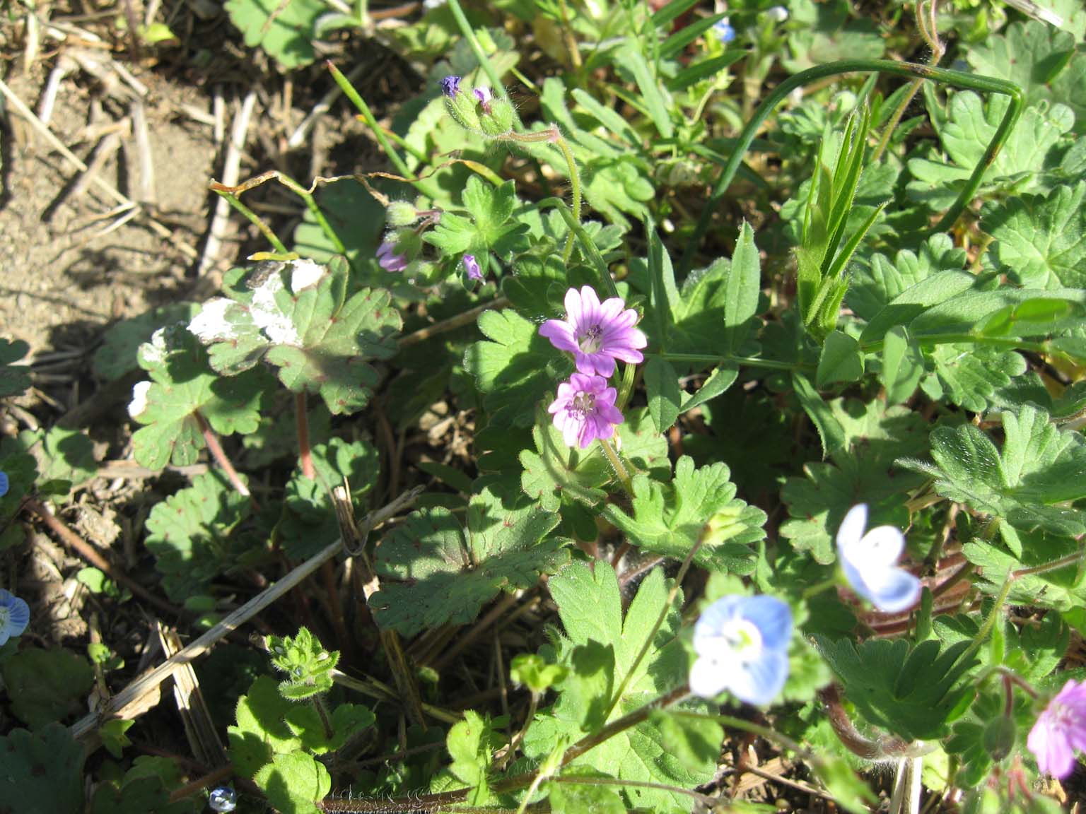 flora vigne Valtellina - Geranium molle